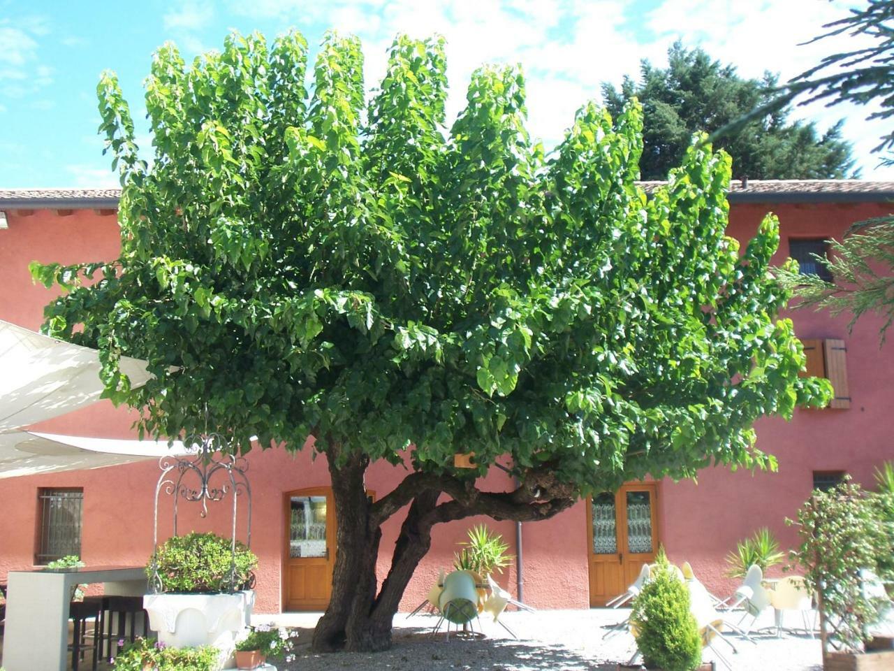 Agriturismo Al Casale Codroipo Exteriör bild